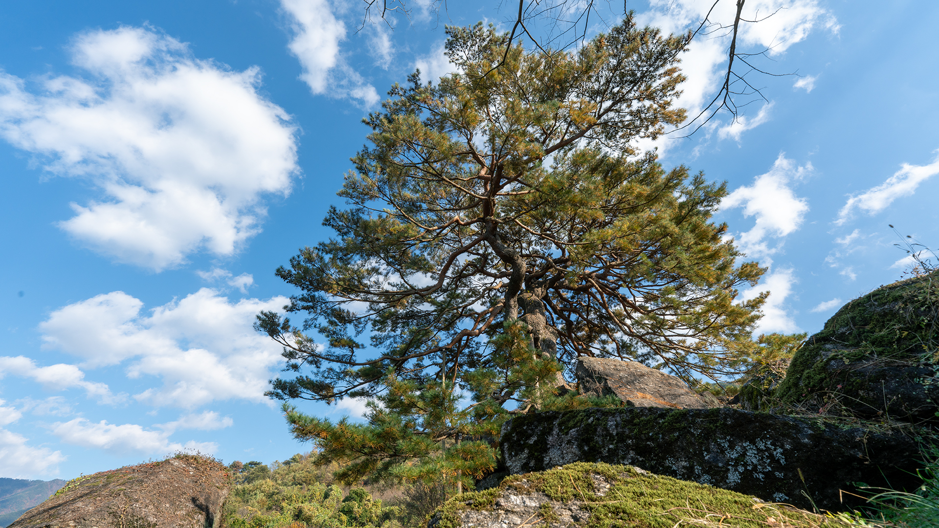 하동 축지리 문암송